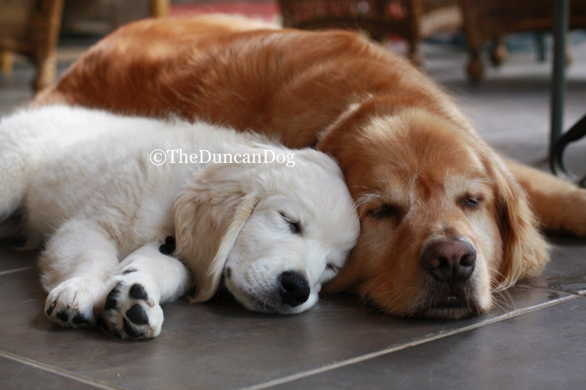 The Duncan Dog (@theduncandog) on Twitter photo A 2013 #TBT when I was a baby, with my "brother" Brady. I adored him. We lost him way too young to cancer, which is one reason I am in the <a href="/Morris_Animal/">Morris Animal Foundation</a> Golden Retriever Lifetime Study, to find risk factors of cancer & other diseases.
Go hug your dogs right now. I'll wait. 💕 A 2013 #TBT when I was a baby, with my "brother" Brady. I adored him. We lost him way too young to cancer, which is one reason I am in the <a href="/Morris_Animal/">Morris Animal Foundation</a> Golden Retriever Lifetime Study, to find risk factors of cancer & other diseases.
Go hug your dogs right now. I'll wait. 💕