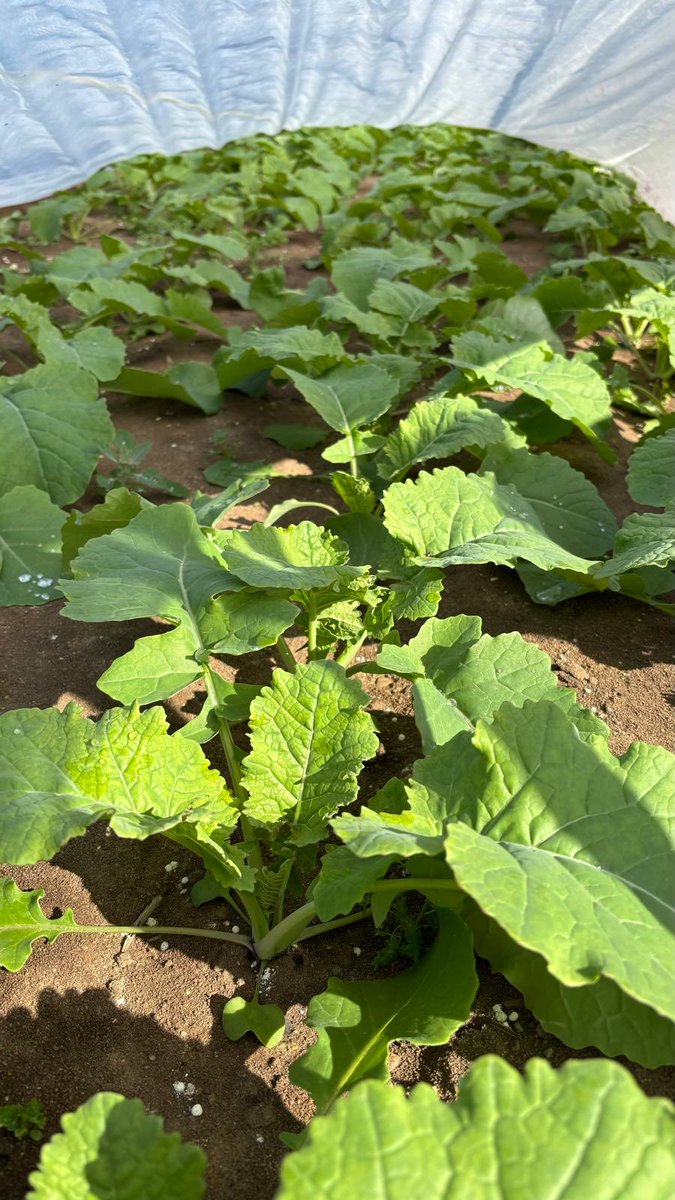Andrew Francis (PFIAgrM. ARAgS) (@andrewf1882) on Twitter photo Early Broccoli and Swedes looking full of potential and enjoying the warm temperatures. Battle is on to keep up with moisture as we keep missing the rain <a href="/HomeFarmNacton/">Home Farm (Nacton)</a> 🤷♂️🌧️ Early Broccoli and Swedes looking full of potential and enjoying the warm temperatures. Battle is on to keep up with moisture as we keep missing the rain <a href="/HomeFarmNacton/">Home Farm (Nacton)</a> 🤷♂️🌧️
