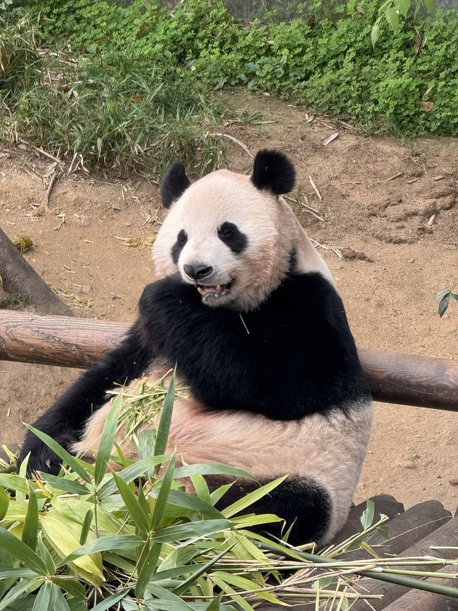 🐼 귀엽다..