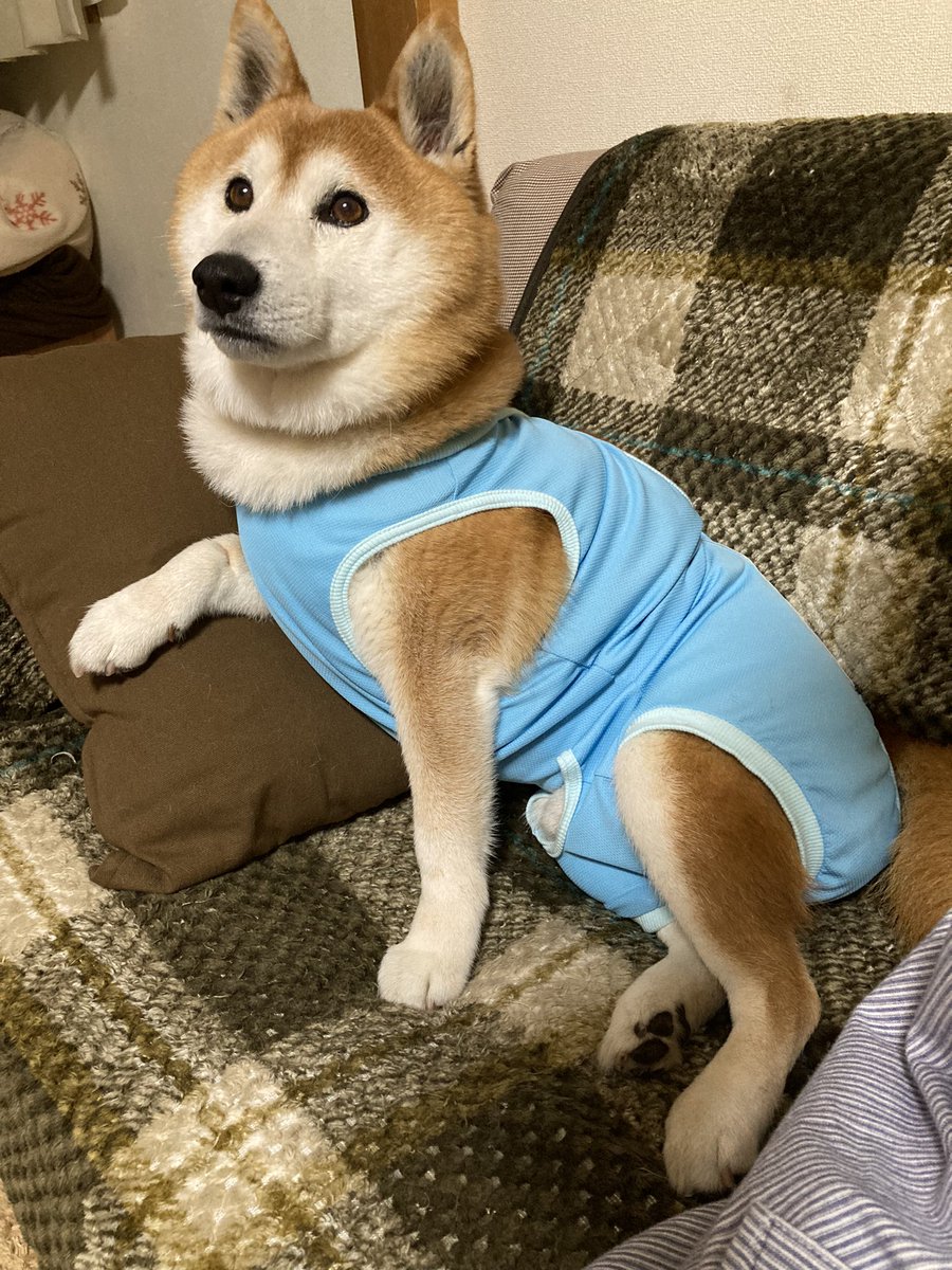 sibafukuchan's tweet photo. 術後服、可愛いけど隙間から傷ペロペロしちゃうんだよな〜
#柴犬 https://t.co/QCXkTMsCWg