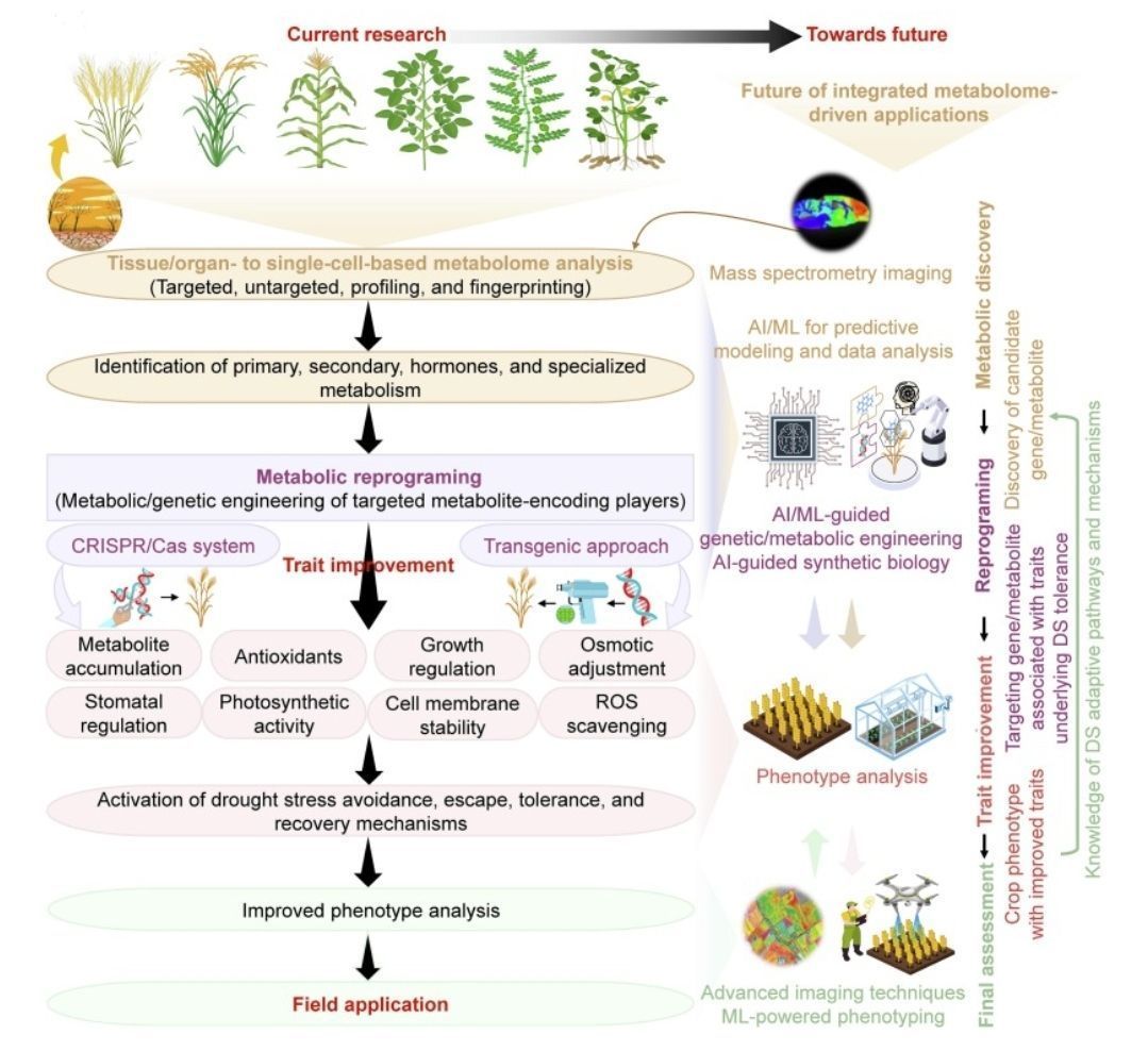 Harnessing metabolomics for enhanced crop drought tolerance 

sciencedirect.com/science/articl… 
♻️