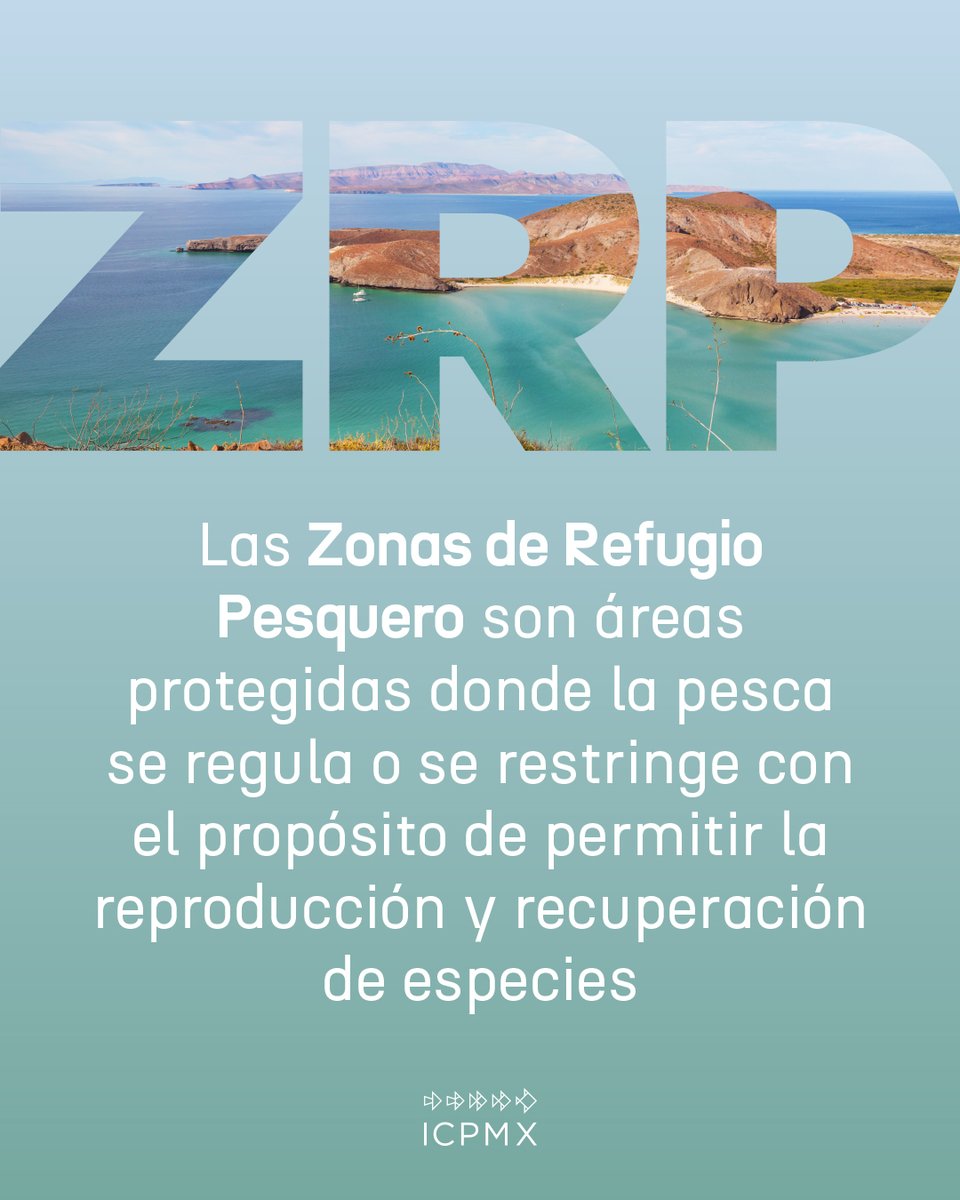 Las Zonas de Refugio Pesquero (ZRP) son áreas delimitadas en aguas de jurisdicción federal donde la pesca se regula o se restringe con el propósito de permitir la reproducción y recuperación de especies. Además protegen los ecosistemas marinos.