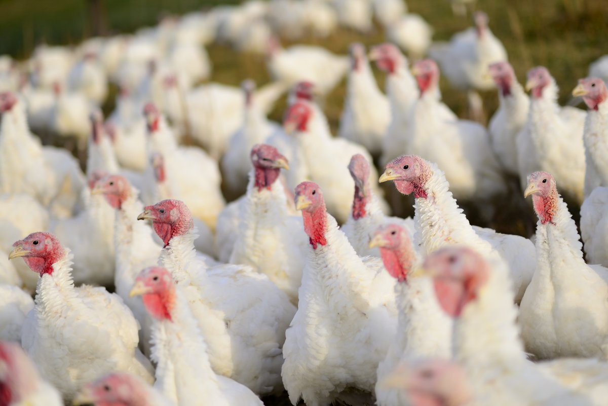 Vet Record (@vet_record) on Twitter photo 'Food-producing animals are far likelier to be given antibiotics in the EU than in the UK, new data suggest.'
Read more about the EU's most comprehensive report to date on the sale and use of antimicrobials in veterinary medicine at: ow.ly/7Iz850VFm4Z 'Food-producing animals are far likelier to be given antibiotics in the EU than in the UK, new data suggest.'
Read more about the EU's most comprehensive report to date on the sale and use of antimicrobials in veterinary medicine at: ow.ly/7Iz850VFm4Z