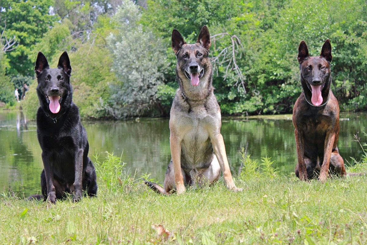 Interested in supporting 15th Annual WAPD K-9 Unit Golf Outing, but you don’t golf? Consider looking at our Amazon Wish List- a.co/fnlaPgm.  Items purchased will be used as raffle items at outing on June 13th.

More about K-9 Unit &amp; outing at: westalliswi.gov/page/k-9-unit