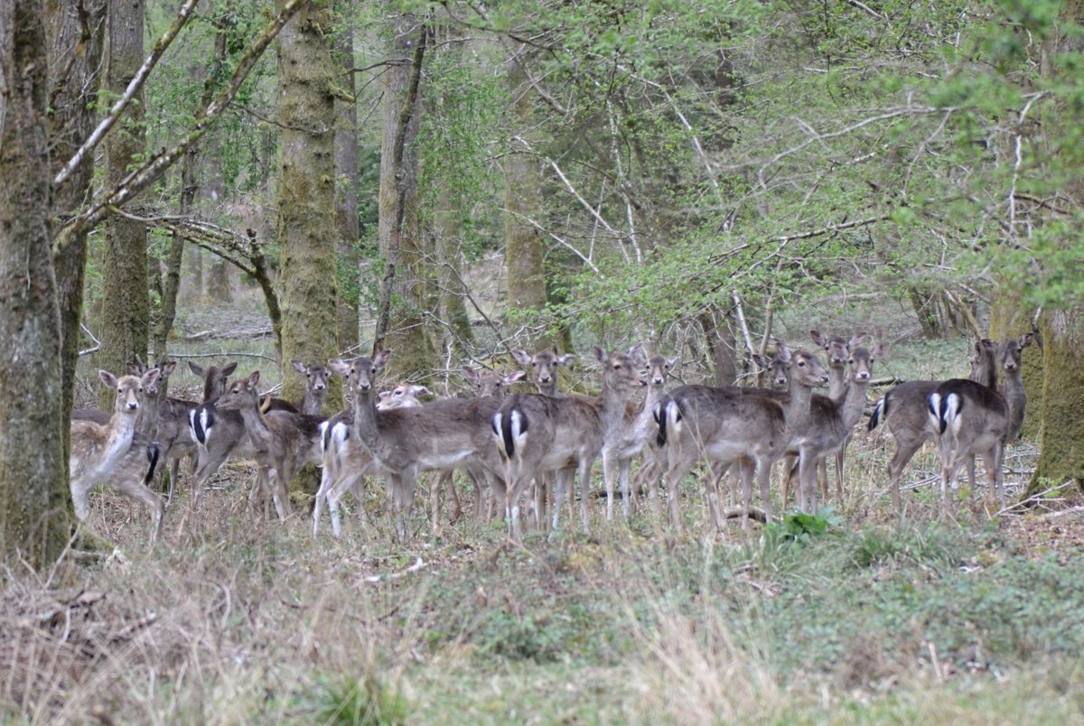 I felt I was being watched on my woodland walk....