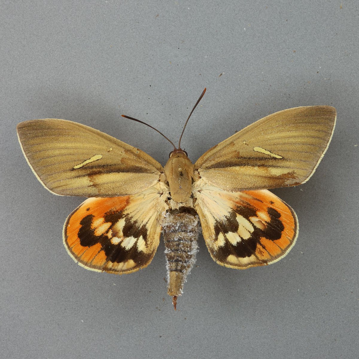NHM_Digitise's tweet photo. The latest @NHM_Science blog is by our very own Glory and their work to digitise the world’s largest collection of Giant Butterfly-Moths. Find out more: https://t.co/TxXmC7fOcS https://t.co/Y8AUM4W31K