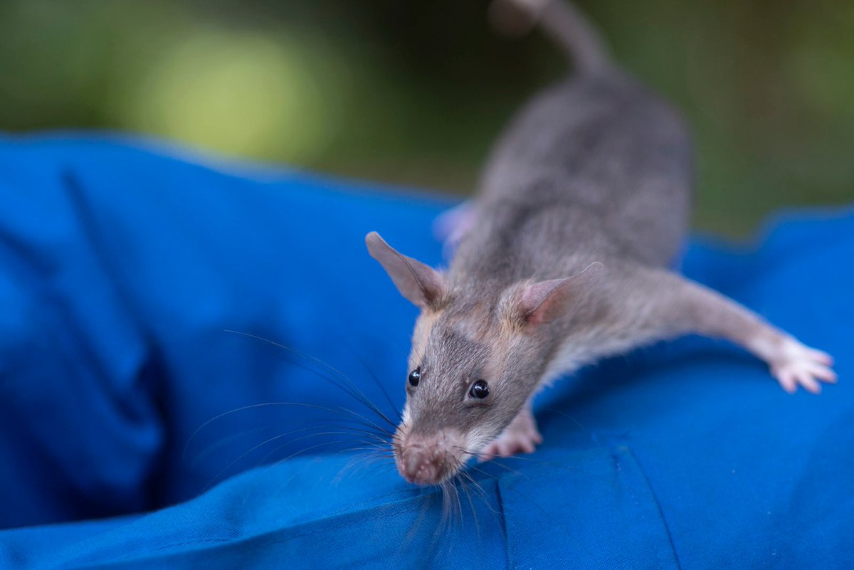herorats's tweet image. Naturally, rats use their sense of smell for survival. They might have poor vision, but they have an incredibly sensitive nose and will use it for many purposes, such as food sources or predators from a distance.
#powerfulnose #scentdetection #savinglives #africangiantpouchedrat