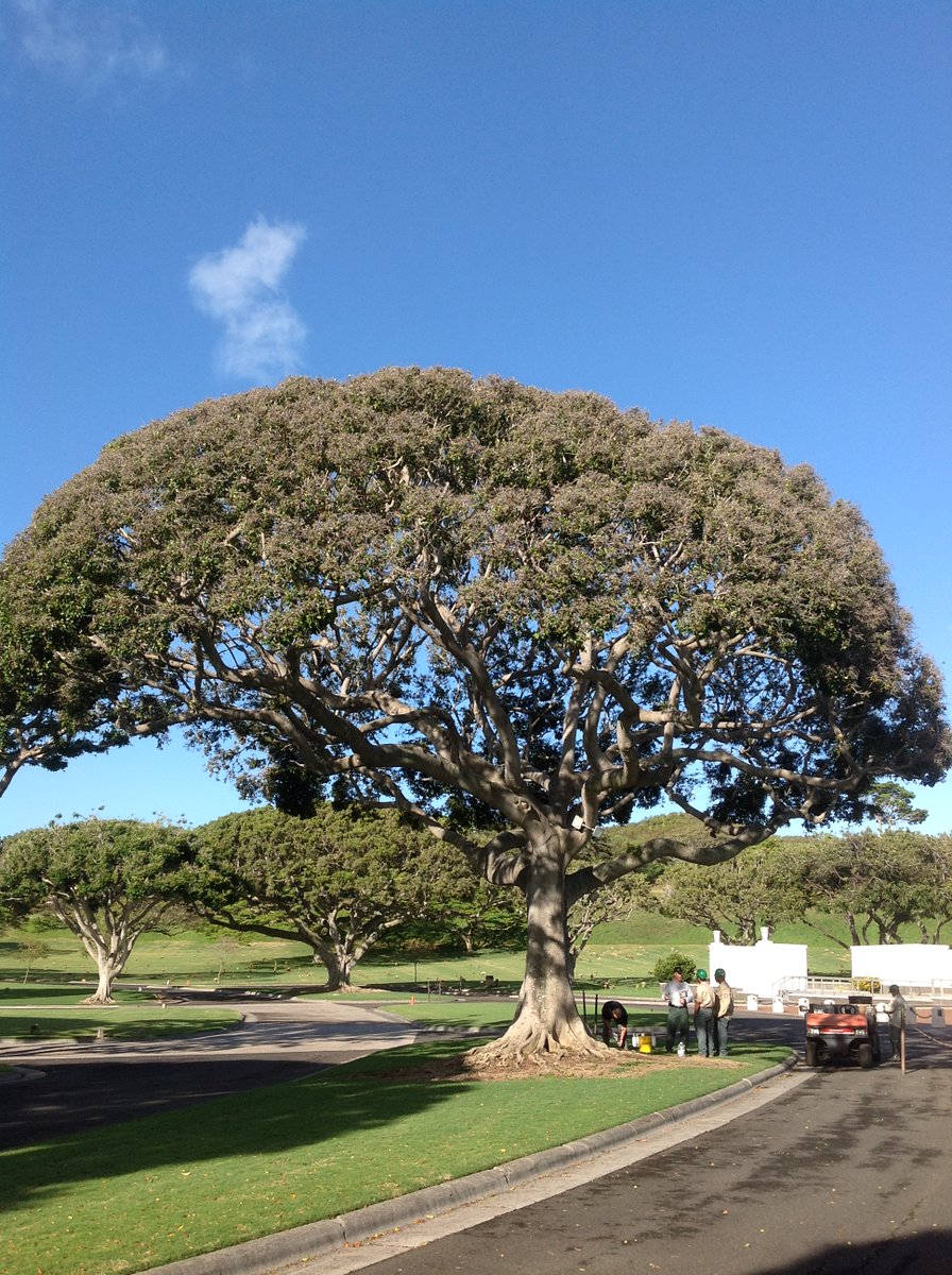Arborjet's tweet image. 🌳 Sustainability Tip: The iconic tree at Punchbowl Cemetery reminds us: mature trees are vital.
They offer shade, shelter, soil support &amp;amp; cultural value.
Protect them with tree injections—targeted, lasting care.

#LegacyTrees #PHC #TreeCare #Sustainability #ArborjetEcologel