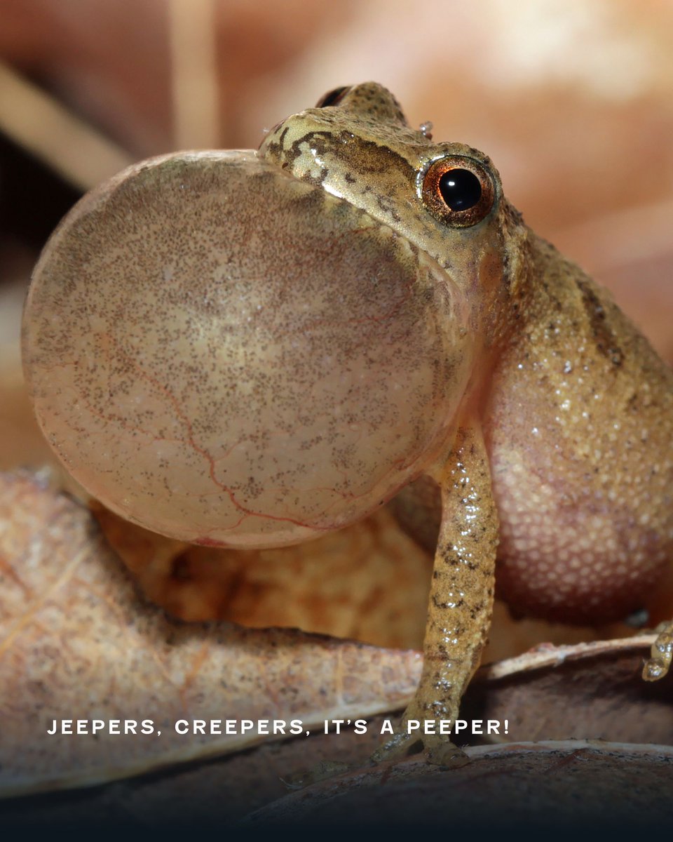 muskokawatershd's tweet image. Muskoka has a soundtrack—and it kicks off with frogs.

❄️ These little legends freeze solid all winter—no heartbeat, no breathing.

☀️ Then, as temps rise, they thaw out and hop away like nothing happened.
.
.
.

#WatershedWakeUp #SpringPeepers #MuskokaWildlife #NatureReturns