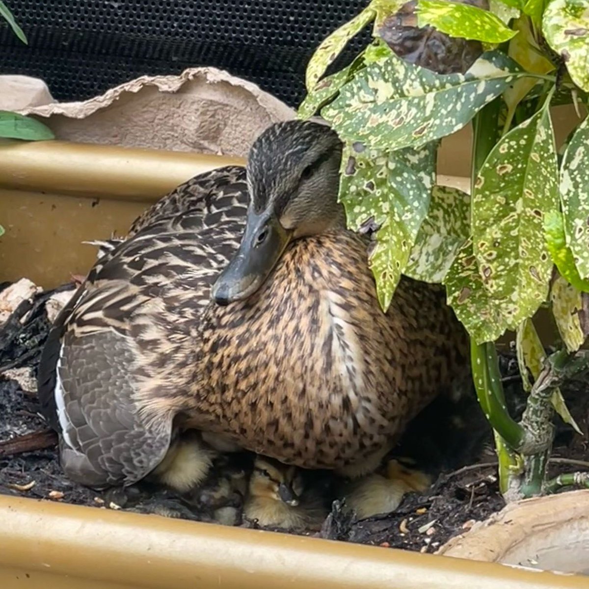 Thorpe Park Official tweet media