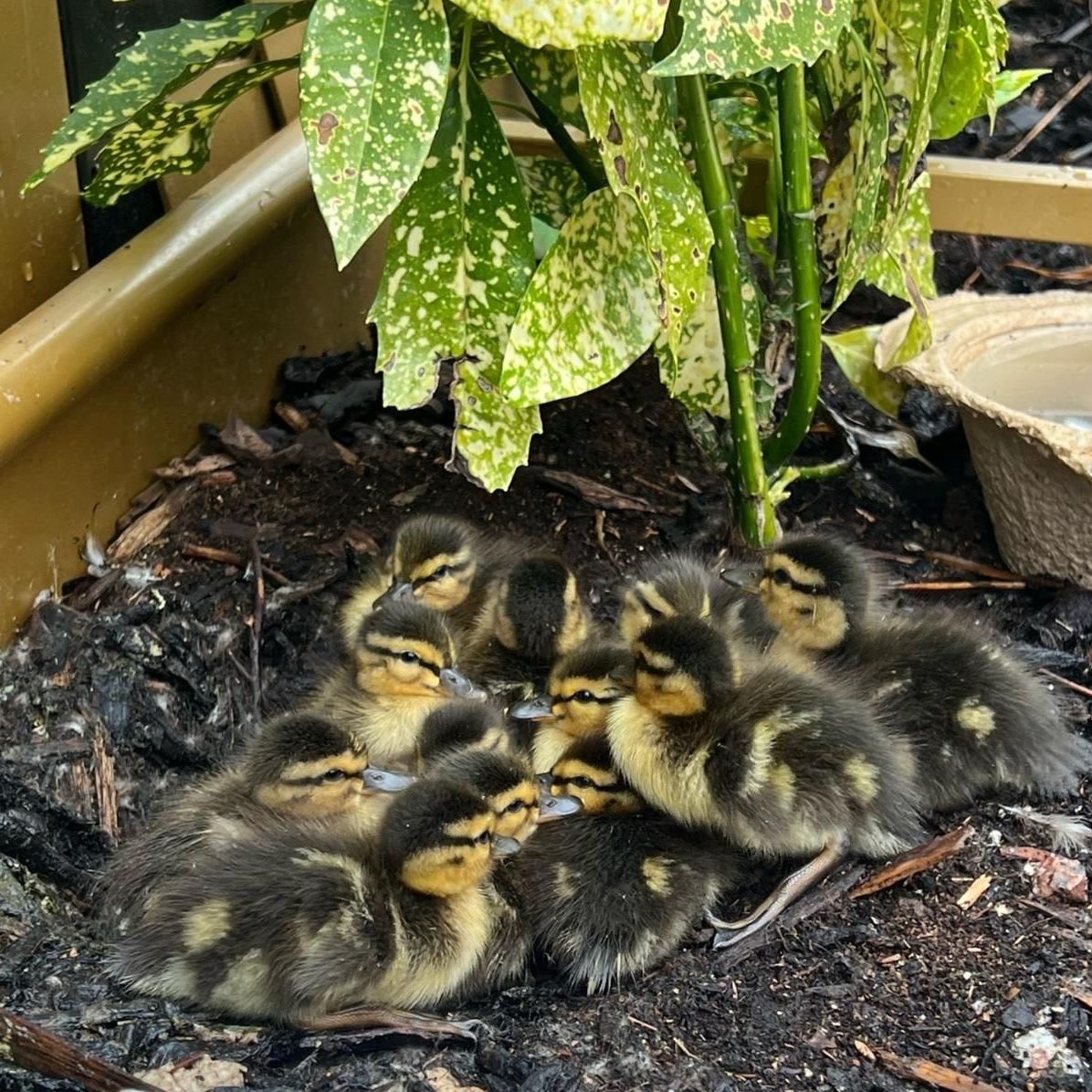 Thorpe Park Official tweet media