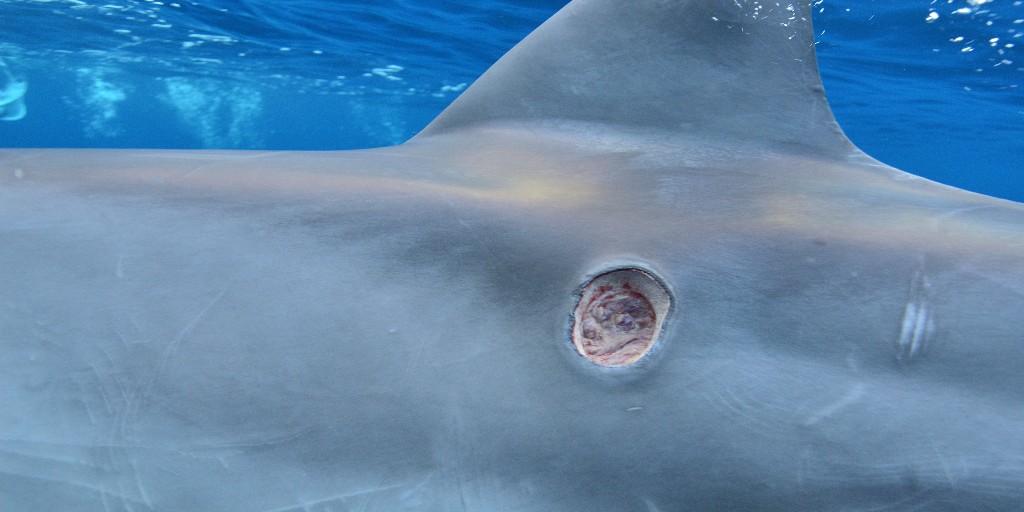This perfect circle is the signature bite mark of a tiny, deep-sea predator. 🦈

Using its specialized teeth, this #shark latches onto its prey and twists to carve out a perfectly circular chunk of flesh.

Can you guess the species?

That’s right! It's the....

#Cookiecutter