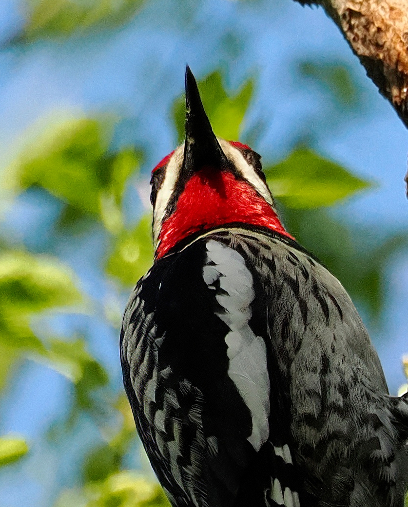 Above96th's tweet photo. I don't think I've ever captured a Yellow-bellied Sapsucker from quite this angle--and, happily, this one had its best breeding plumage on display! β€οΈβ€οΈβ€οΈ #Sapsucker #CentralPark #birdcpp https://t.co/dHkPTv7lgD