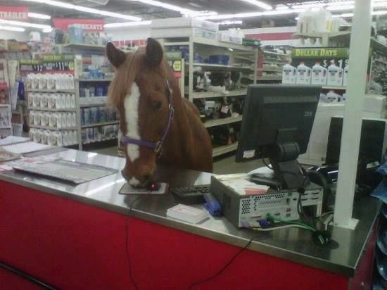 horse standing working at cash register grocery store supermarket worker cashier ready to ring you up