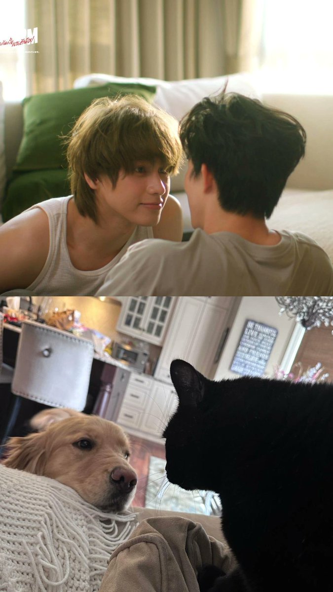 wonbunny18's tweet photo. This is so them, our beautiful Akin meow and Jin puppy 😭🐈‍⬛🐶!!!! 
@bxxm_rvw @smart_csnp

Topform Bite Marks 

#BXXMRVW #smartcsnp 
#smartboom 
#TopFormEP7 
#topformtheseries https://t.co/7Qdi4gasV4