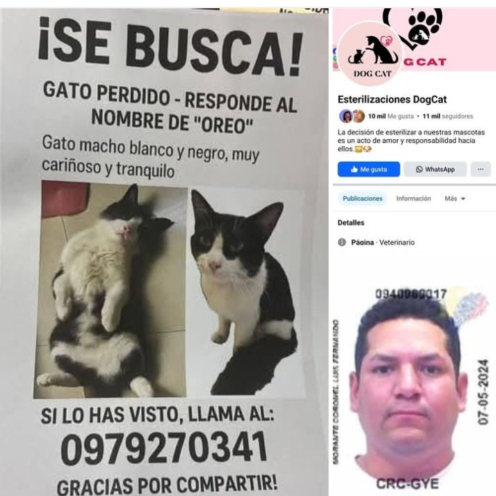 DefensoresAn's tweet photo. #Guayaquil El falso Veterinario, Luis Morante Coronel, cabecilla de Esterilizaciones DogCat, vive en Los Vergeles, vayan a reclamarle el gato. "Opera" sin ser Veterinario, estuvo preso por receptación. Años delinquiendo imparable! @alcaldiagye @GyeResponde @segura_ep https://t.co/3QI1a8CQ3o