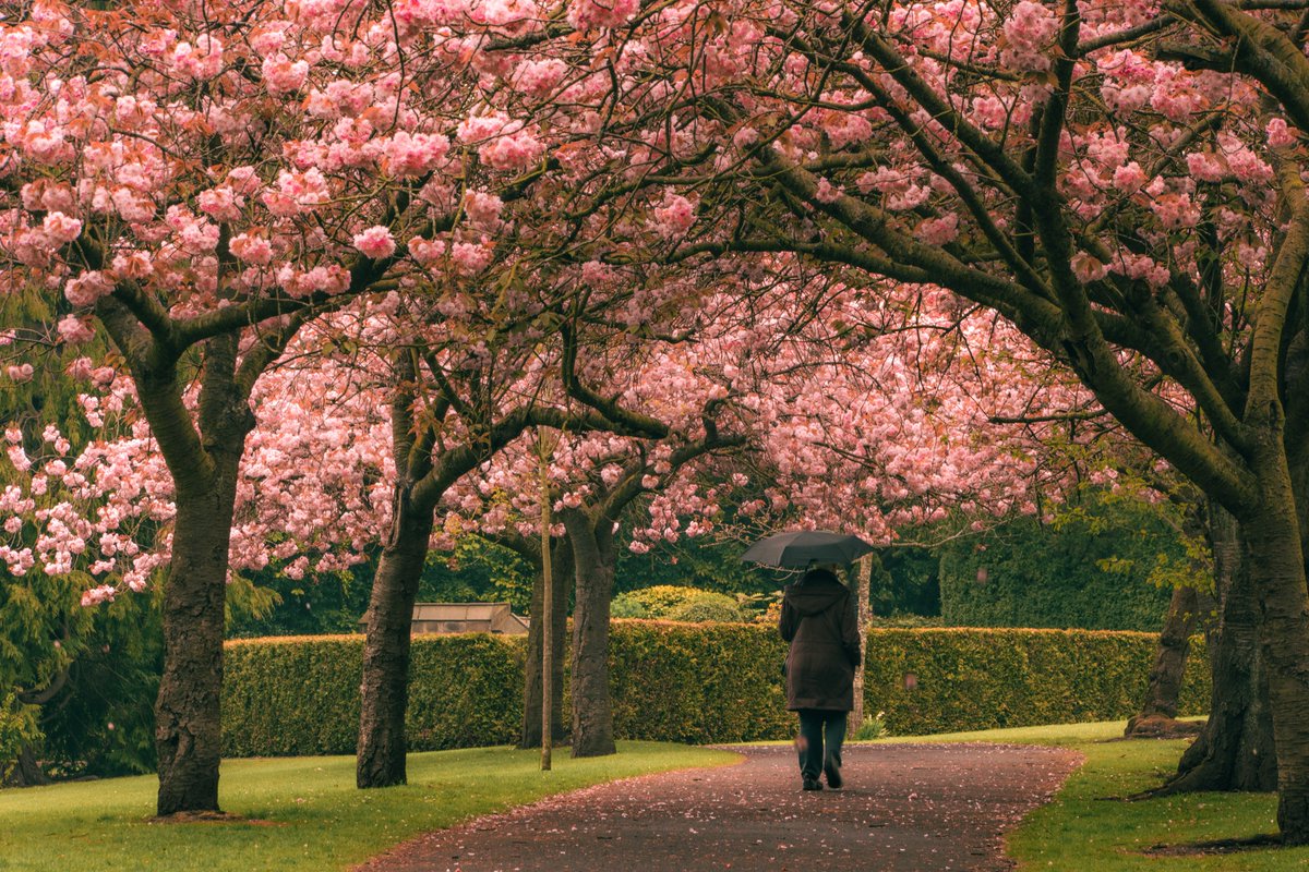 Fenechimages's tweet photo. It's blossom time! This is one of my favourite spots for capturing the iconic pinks and magentas. This park in Gateshead has a near-perfect avenue of blossom trees and it invites every umbrella-holding citizen within miles to wander through the frame  #photooftheday #Blossom https://t.co/Ou0ZwUzKCx