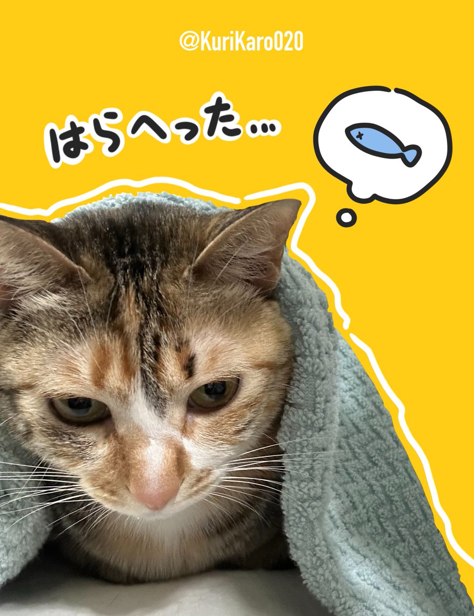 KuriKaro020's tweet photo. はらへだ( ˙꒳˙  )!!  #猫  #猫写真 https://t.co/gK38jrFYBS
