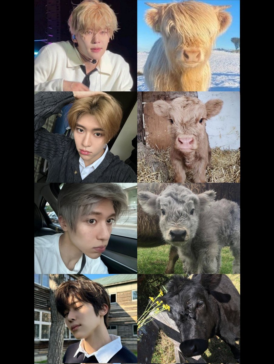 sionlovebot's tweet photo. 🐮💛🤎🩶🖤 https://t.co/D5Z29awRLt