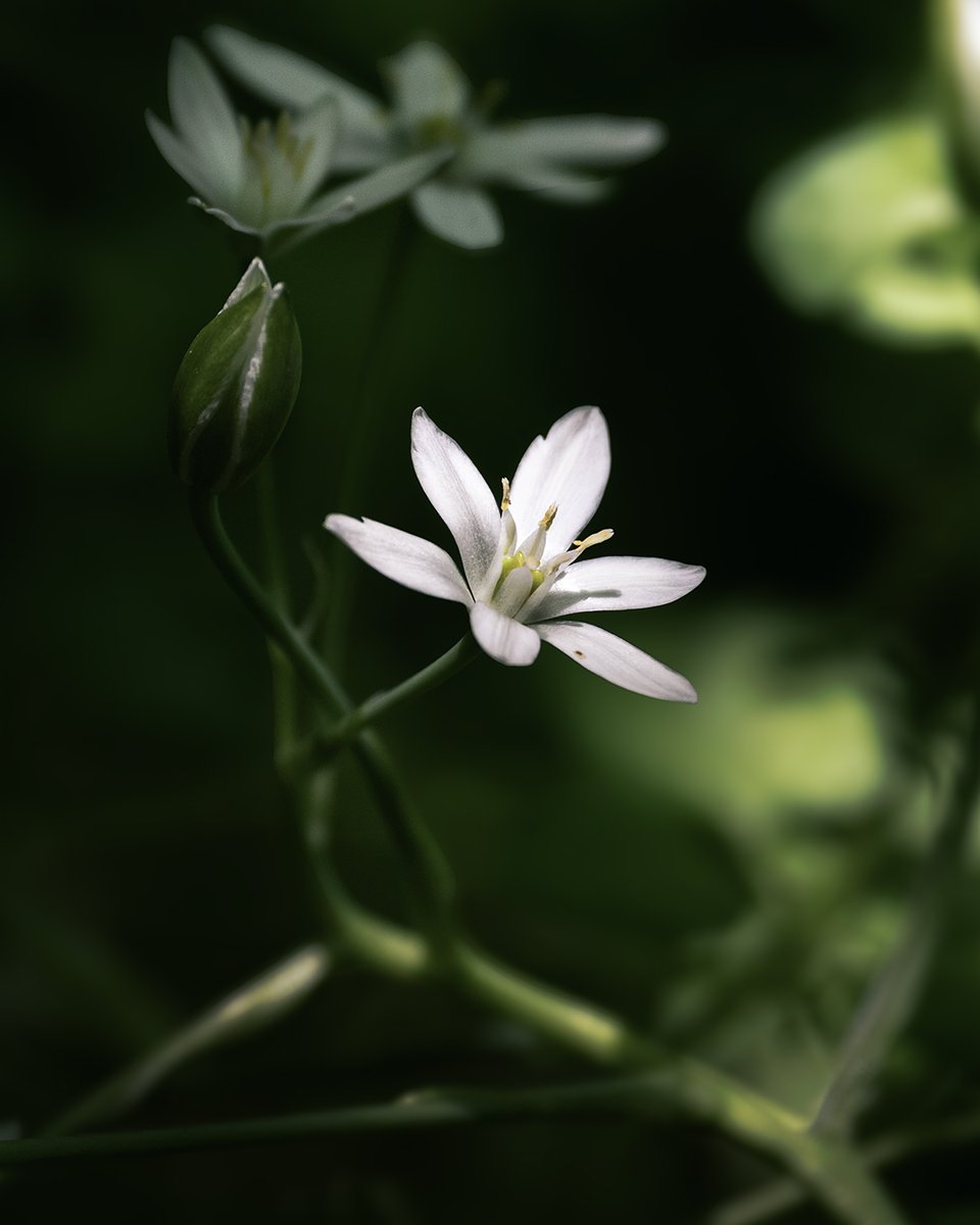 Connecting with nature through photography :  Ornithogalum umbellatum, also known as Star of Bethlehem. It blooms in spring and is commonly found in fields and woodlands across Cyprus. Beautiful, but toxic if ingested—just like some people :) Shot with Sony a73