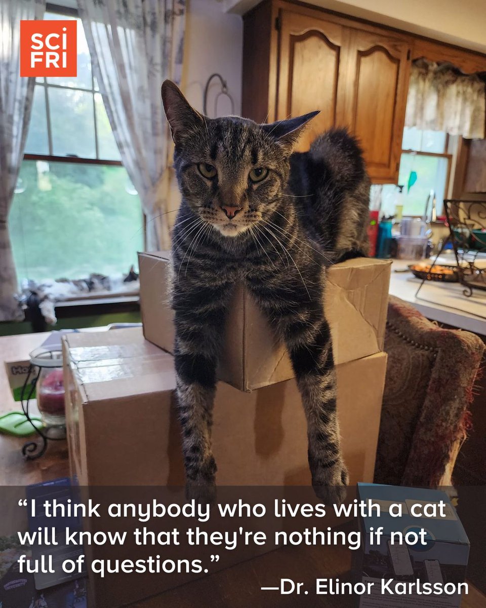 Today on the podcast, a research project that’s investigating cat behavior through genetics—and  enlisting cat caretakers from across the country to help. 

Listen here 🎧: pod.link/73329284/episo…