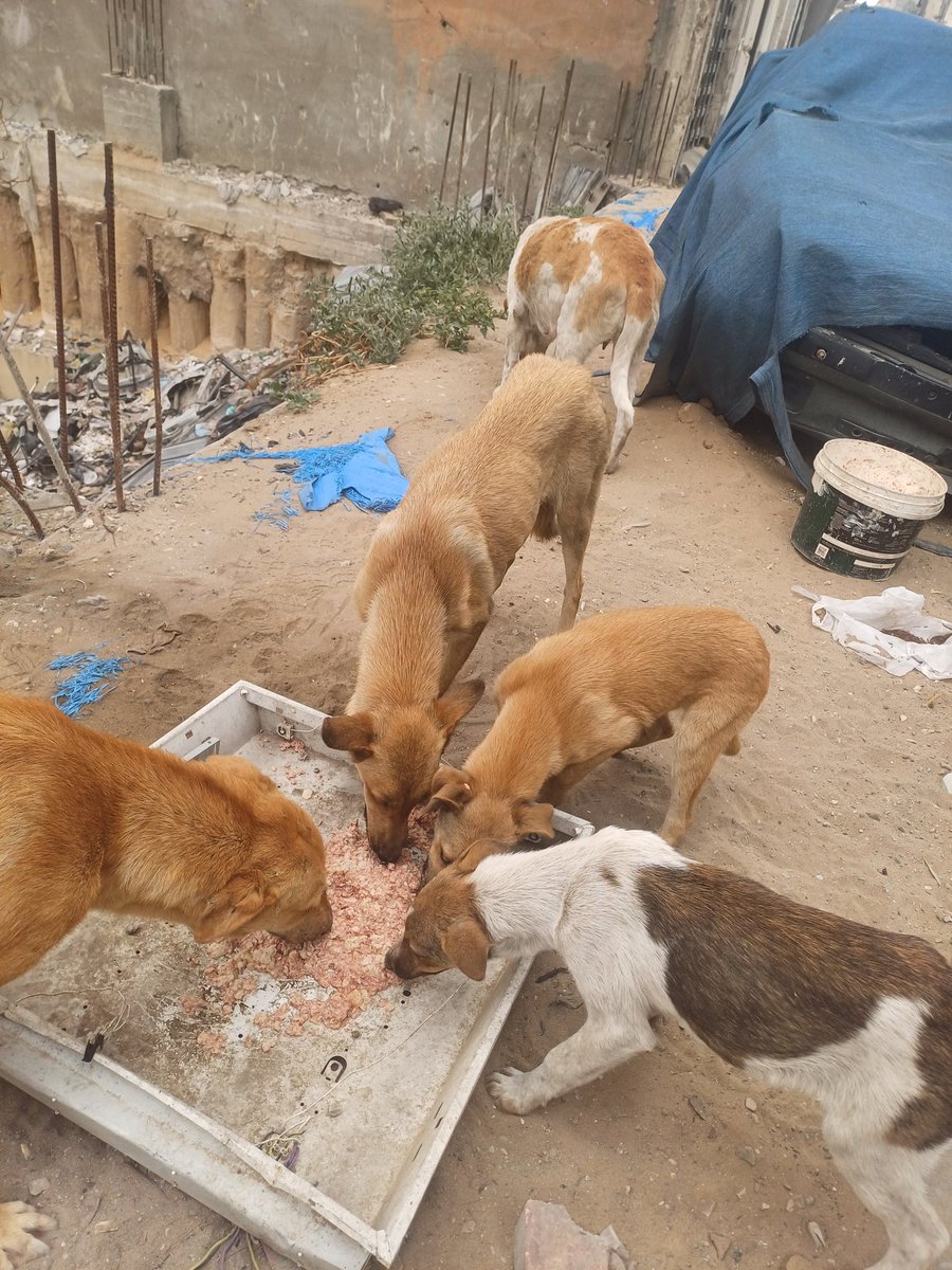 helpAnimalXxx's tweet image. 👋Hello all friends🌹
They ate so well,💞feeding them and seeing their little faces light up always warms my heart🐾❤️.
Full bellies, grateful hearts❤️🫂 Thank you for your donations and for standing by me and these beautiful souls. Every little thing makes a difference. Today I…