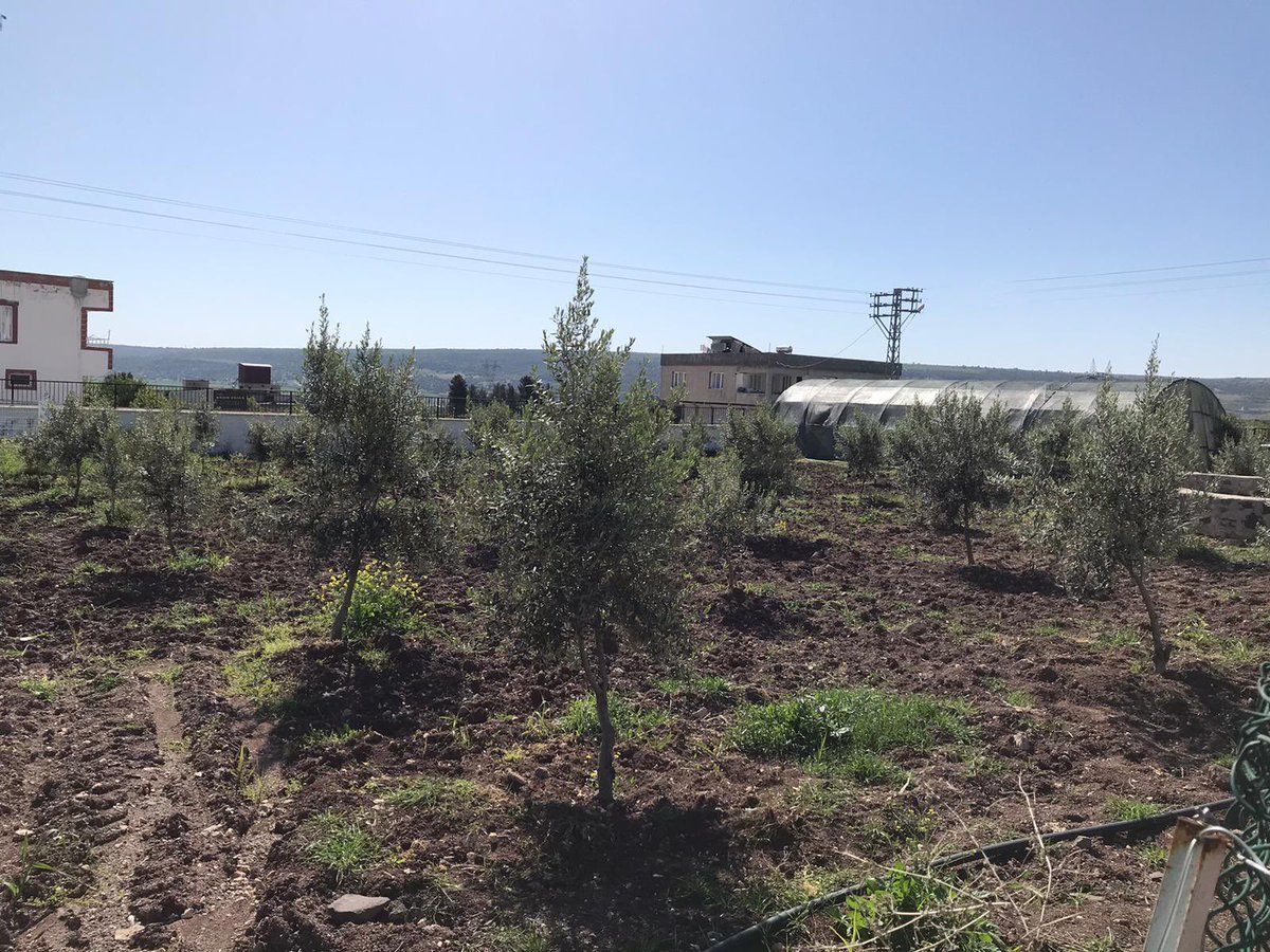 📌Zeki Behiye Korkmaz Ortaokulu öğrencileri, kendi diktikleri zeytin ağaçlarından elde ettikleri sabun, zeytinyağı ve salamura zeytin ile Sayın Kaymakamımızı ziyaret etti. Öğrencilerin doğayla iç içe öğrenme ve üretkenliklerini gösteren bu anlamlı çalışma takdirle karşılandı.