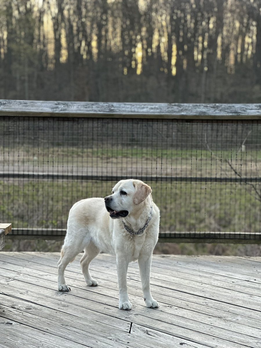 xvermonter61's tweet image. Momma was up before the alarm again so a long walk and romp to start our day! As you can see, my floof was rudely stolen! 🤨Happy Thursday! #dogsontwitter #thursdaymorning