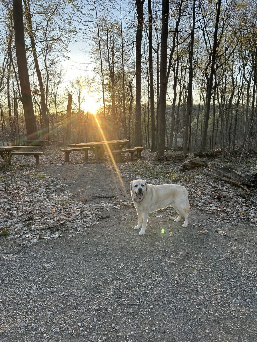 xvermonter61's tweet image. Momma was up before the alarm again so a long walk and romp to start our day! As you can see, my floof was rudely stolen! 🤨Happy Thursday! #dogsontwitter #thursdaymorning