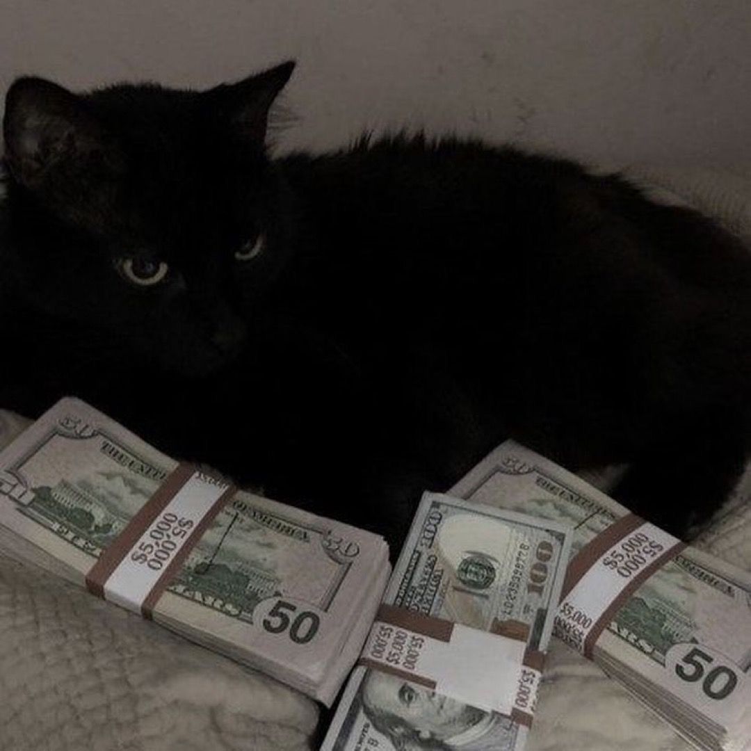 Black cats are not bad luck (@visualscat) on Twitter photo 