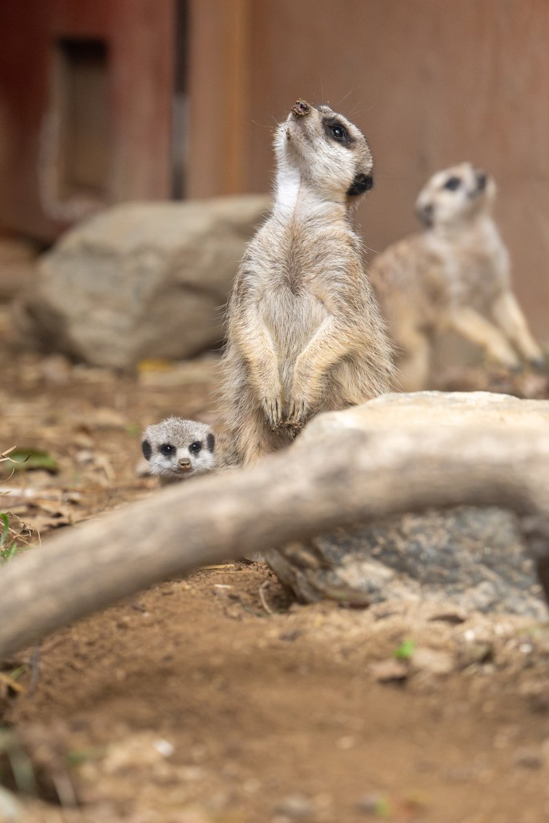 nnaoto1021's tweet photo. ちびミーアのミニチュア感がたまらない!
#埼玉県こども動物自然公園 #SCZ #ミーアキャット #赤ちゃん #baby #meerkat #suricate #狐獴 #미어캣 https://t.co/d2GBTbnCKp