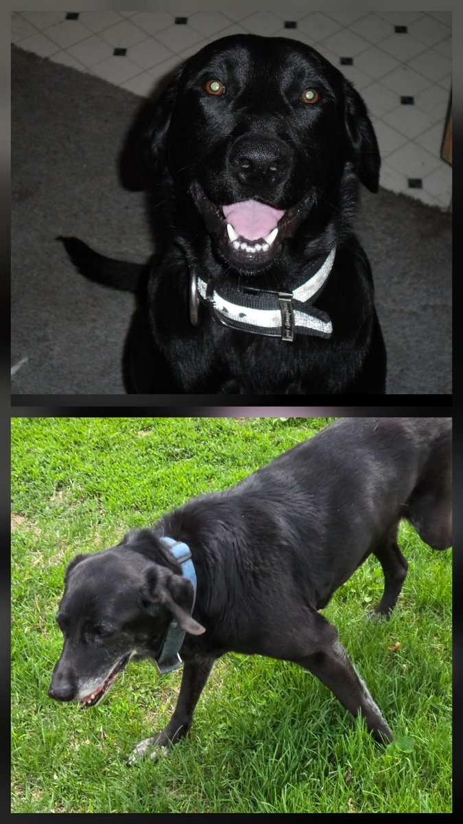 DarKnightEntity's tweet image. These two dogs have been with me since I was in middle school (Left; Thor 16: Right; Princess 17). Today was their last day. We had to get them put to sleep.. Much loaf, everyone LOVE YOUR PETS.. I probably won't stream for a few #1loaf