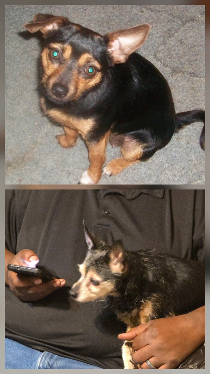 DarKnightEntity's tweet image. These two dogs have been with me since I was in middle school (Left; Thor 16: Right; Princess 17). Today was their last day. We had to get them put to sleep.. Much loaf, everyone LOVE YOUR PETS.. I probably won't stream for a few #1loaf