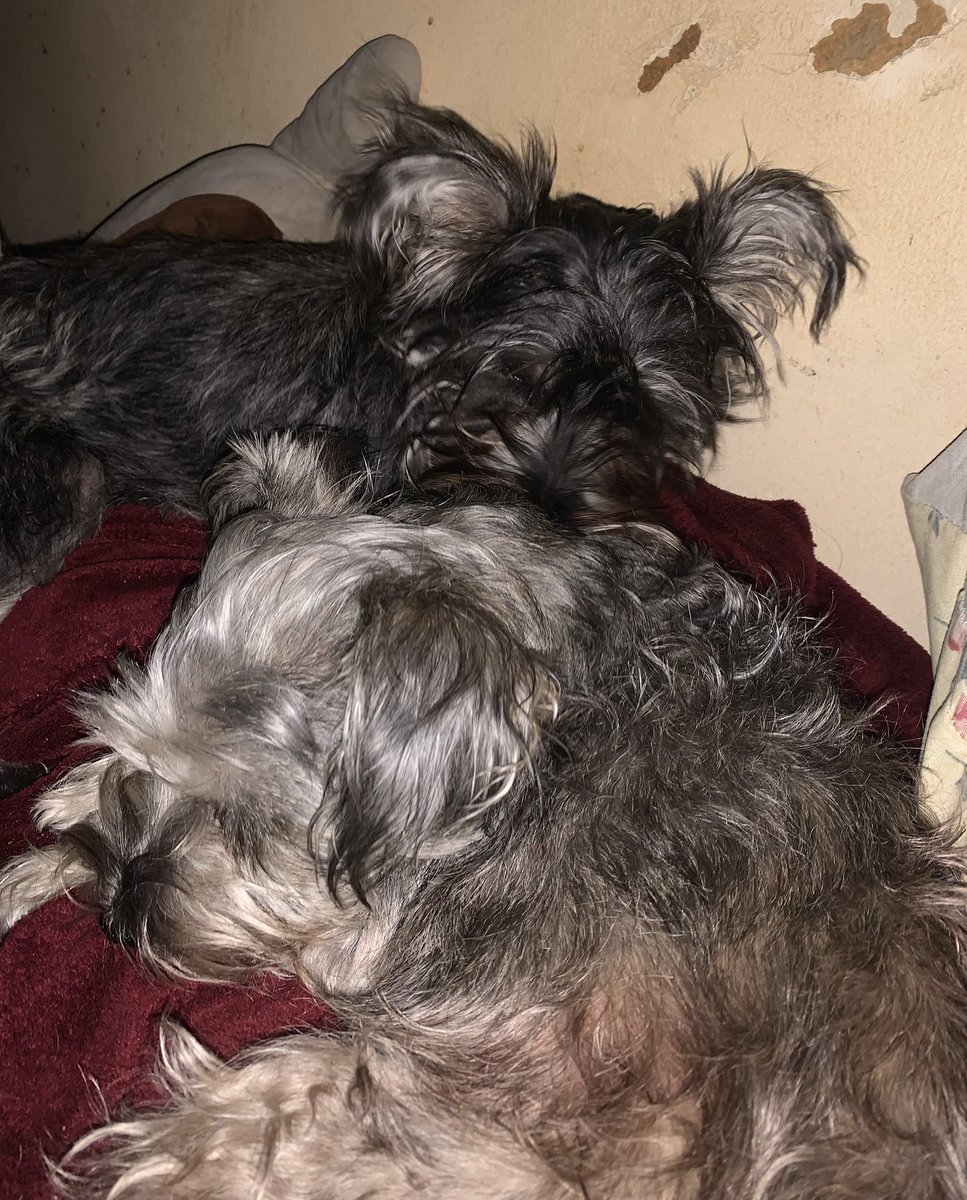 Sisterly love 💗! Happy Thursday everyone! ☺️💕🐾🤗
#dogsoftwitter #schnauzergang