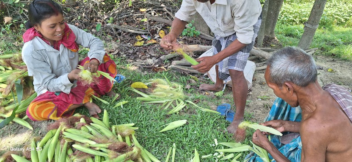 Agribih's tweet photo. #बेबी_कॉर्न: #पूर्णिया जिला में बेबी कॉर्न को जिला से बाहर भेजने के तैयार करते हुए #बैसा के किसान । @VijayKrSinhaBih @SanjayAgarw_IAS @AgriGoI @dmpurnea @BametiBihar @IPRDBihar
🌽 #babycorn #Successstory https://t.co/Dk2QV9pHZY