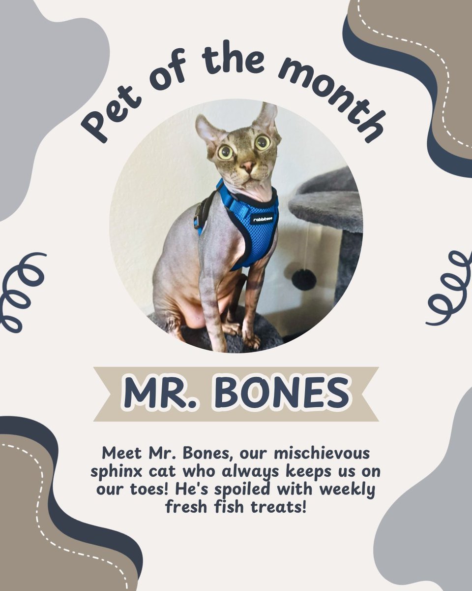 trussville205's tweet image. Introducing our April pet of the month - Mr. Bones, the mischievous sphinx cat who keeps us entertained! 🐱✨ Spoiled with weekly fresh fish treats! #PetOfTheMonth #SphinxCat #samfam #apartmentliving #birminghamapartments #petfriendly