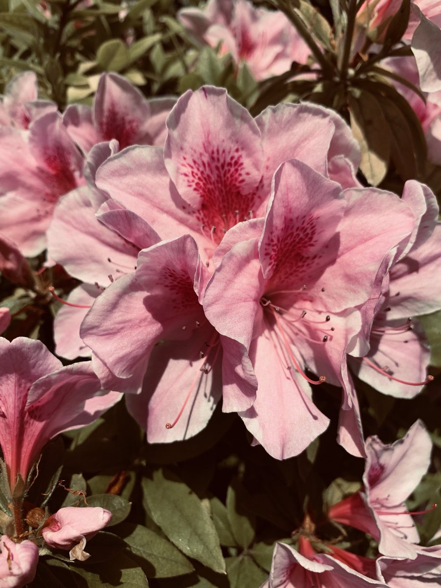 T4Mayaka's tweet photo. 名前ど忘れした花。 #職場園芸 #花鳥風月 #iPhoneXR https://t.co/PMTP1LpQHa