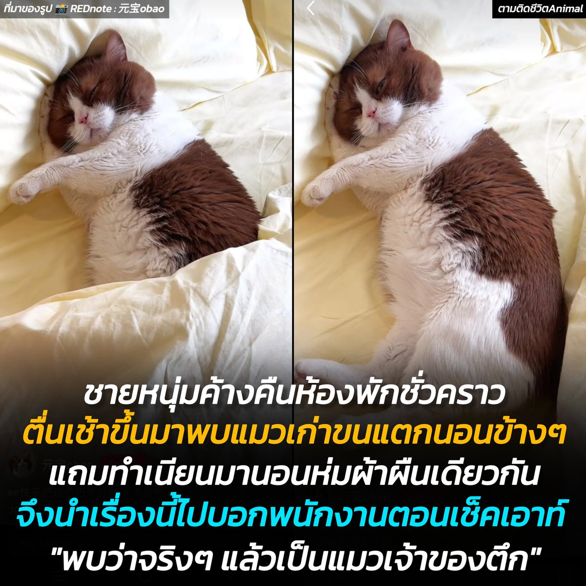 ตามติดชีวิตAnimal tweet media