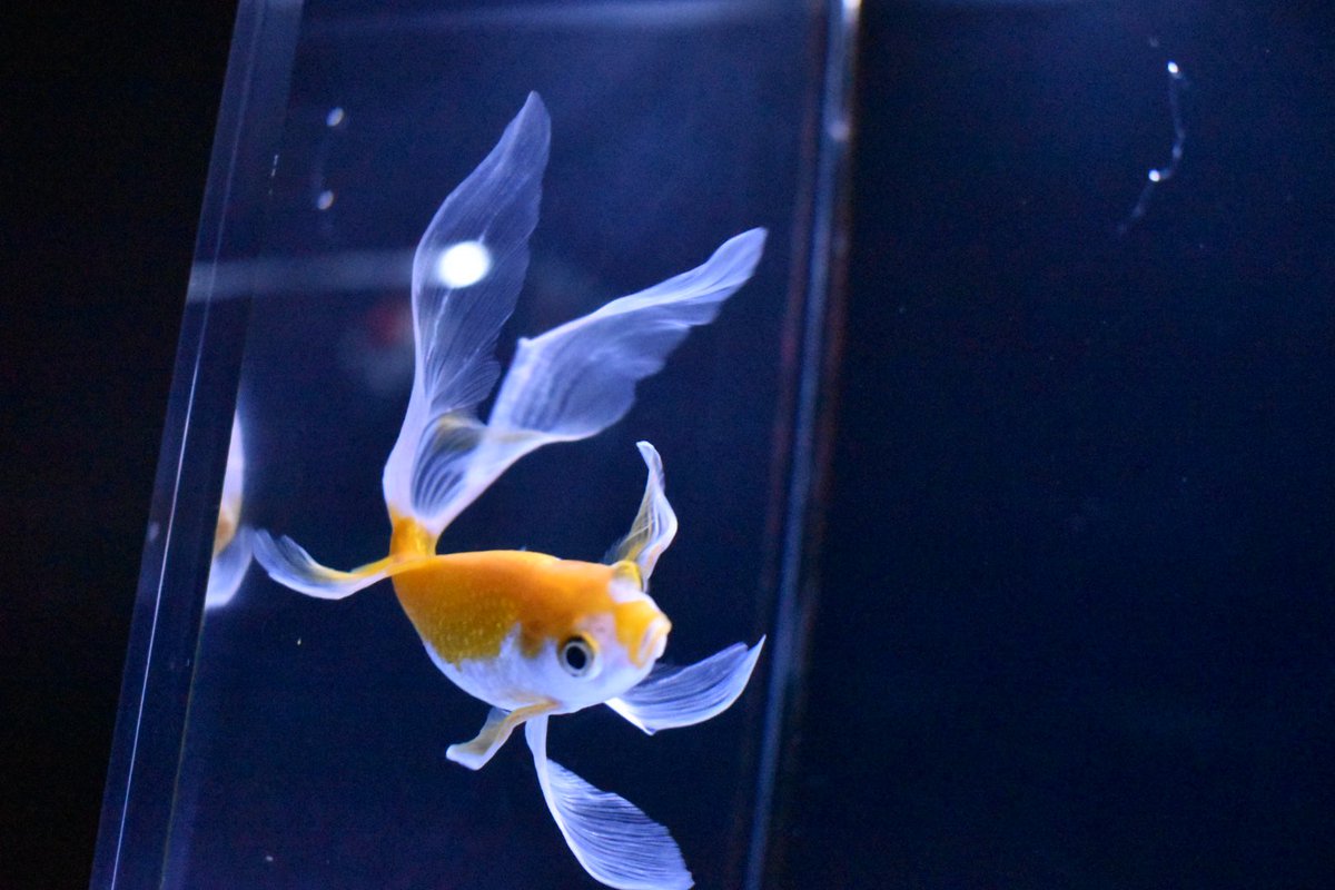 いかがお過ごし？