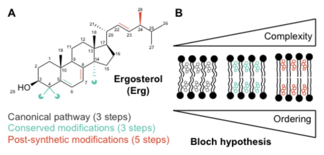 Itay Budin (@ibudin) on Twitter photo Sterols like ergosterol or cholesterol are the most abundant lipids in eukaryotic cells. Yet they are made from very long synthetic routes. Why? Konrad Bloch <a href="/MCB_Harvard/">MCB_Harvard</a> proposed ~50 years ago that the pathways must continuously shape the sterol to better order phospholipids Sterols like ergosterol or cholesterol are the most abundant lipids in eukaryotic cells. Yet they are made from very long synthetic routes. Why? Konrad Bloch <a href="/MCB_Harvard/">MCB_Harvard</a> proposed ~50 years ago that the pathways must continuously shape the sterol to better order phospholipids