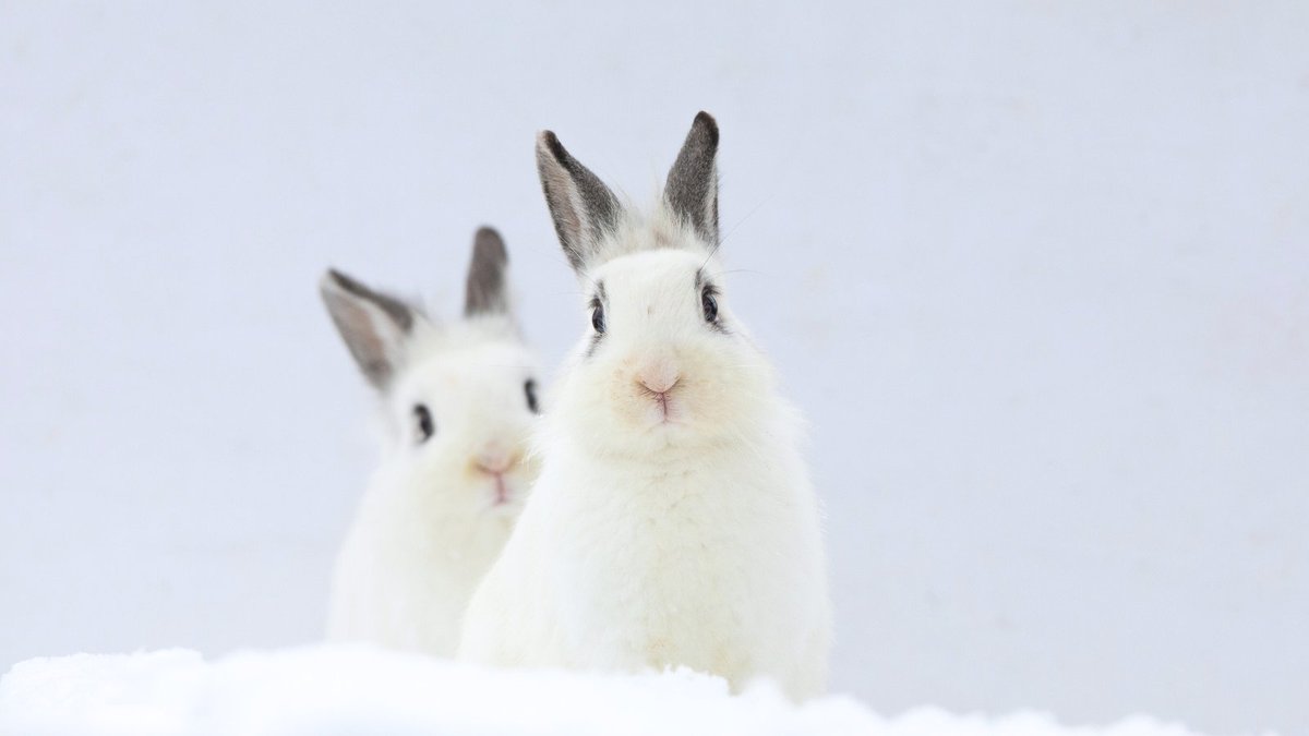 SamNobleMuseum's tweet photo. Snow isn’t just beautiful— It’s essential to life on Earth.
In 2 weeks, experience the new SNOW exhibit at Sam Noble!
Don’t miss this family-friendly journey into the magic of snow, science, and sustainability! ❄️☃️
#twoweek #popup #globalimpact #planyourvisit #snow https://t.co/EbZzJpCi8m