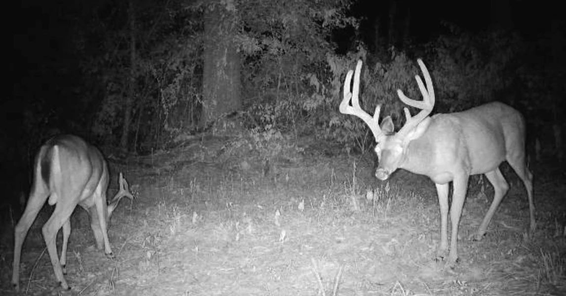 DeltaDirtDude's tweet image. 🦌 Big bucks
🦃 Big turkeys
🌊 Big Black River

Need I say more?

selandgroup.com/properties/big…

#jackgabriel #hunting #deer #turkeys