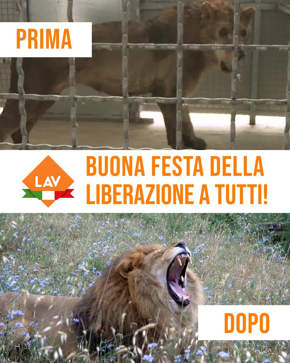 LAV_Italia's tweet photo. #25Aprile2025: 80 anni fa conquistavamo la libertà dal nazifascismo. Oggi, ogni giorno, lottiamo per un mondo in cui nessun essere vivente sia dominato. Celebriamo la Resistenza ricordando le storie di speranza degli animali liberati dal Circo Martin #LAV https://t.co/Ro8VbUCm1a