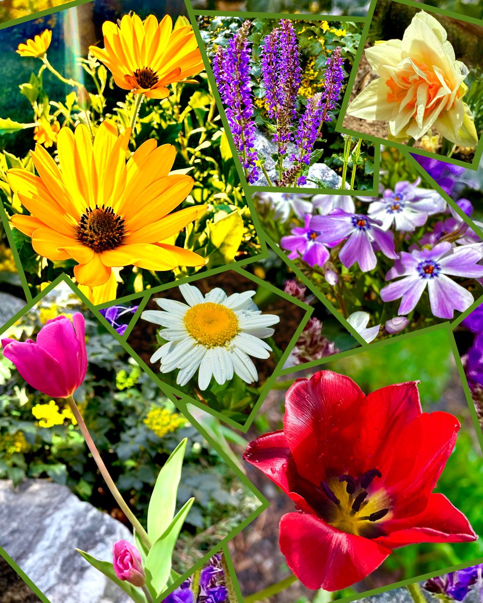 Jayneanjel's tweet image. It’s a beautiful spring day….the morning sun is shining bright, a chorus of birdsong fills the air and my garden is in full bloom.☀️🌿🌷🌻🪻

#springtime #flowers #sunshine #mygarden #joy 
#happiness #gardenlove #naturebeauty #gardening 
#flowerlovers💛#beautifullife