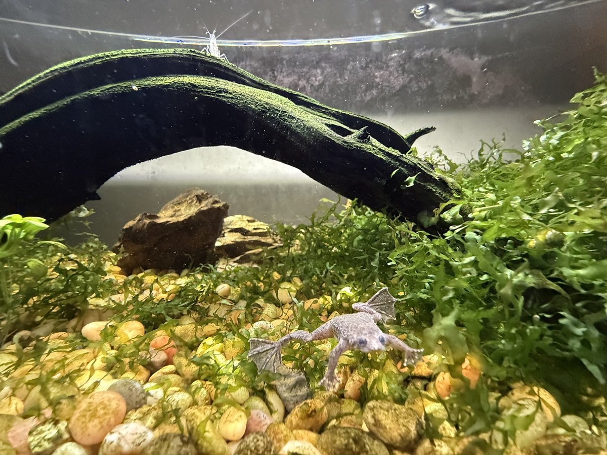 Shrimps247Ttv's tweet photo. One of the announcements is that I’m currently preparing another tank for streaming! It’s a community tank with 3 amano shrimp, 5 lampeye kilifish, and one African dwarf frog (named Peepo). It’ll be a fun little switch up occasionally on the 2nd cam. https://t.co/4jHkeFFT9e