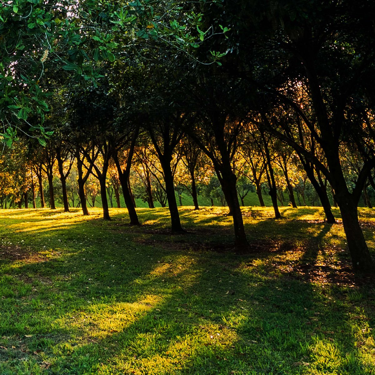 "At the going down of the sun and in the morning, we will remember them."

#ANZACDay