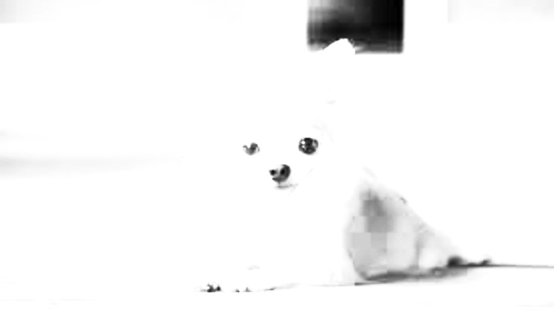 Flourreaver_'s tweet photo. Look at this dog I drowned in white https://t.co/W37Aa9ORpk