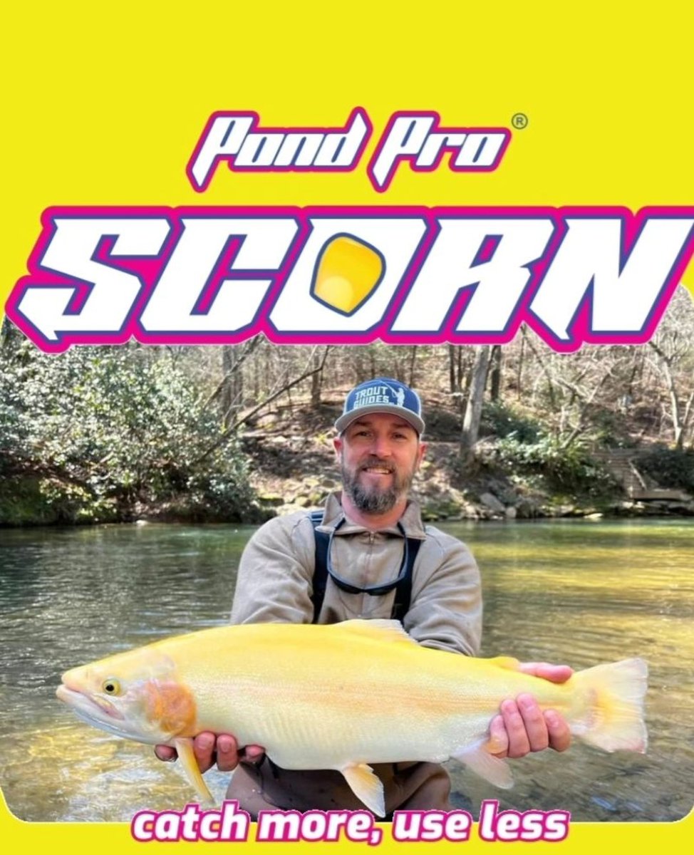 ThePondPros's tweet image. Biggest Golden Bow to date. Couldn't resist Hatchery Food Brown!!!