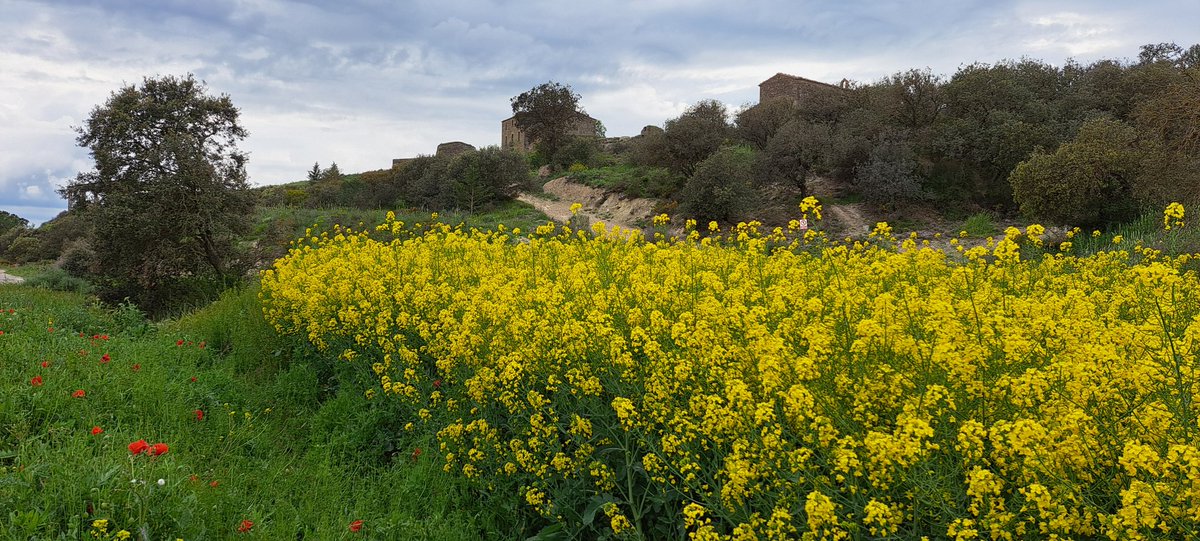 xavimat69's tweet photo. #Primavera entre l'Urgell i La Noguera. #Catalunya https://t.co/oMXB1wm9Lv