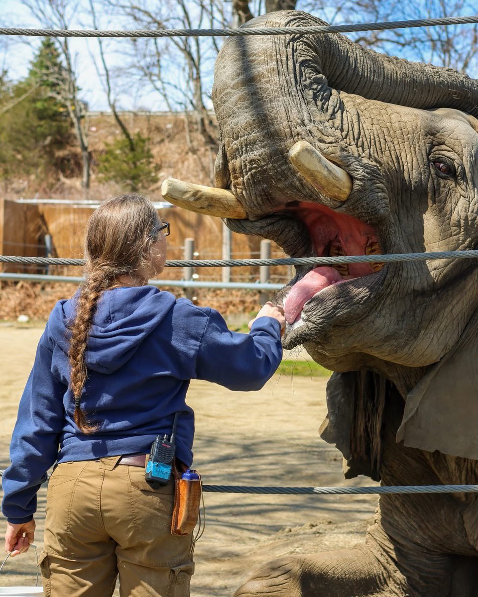 🐘💙 Wellness starts with trust! Our elephants participate in daily cooperative husbandry with their keepers.

By learning to voluntarily present their tongue, feet, ears, and more, our girls can actively participate in their own healthcare.